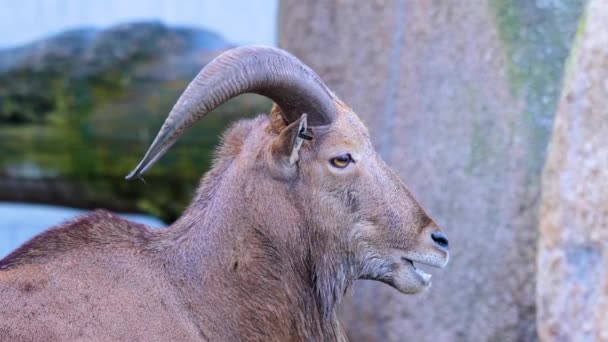 Close African Mountain Goat Head — Stock Video