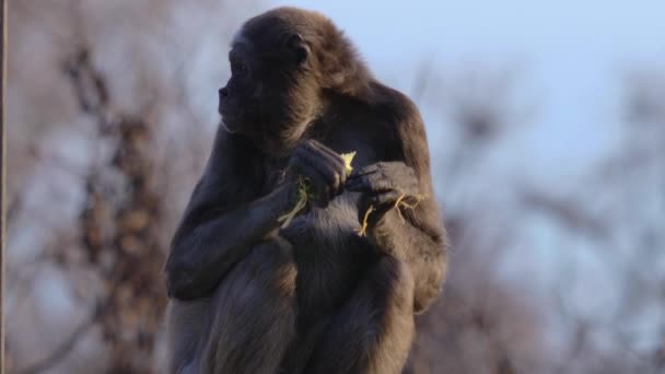 Close Spider Monkey Sitting Sunny Day — Stock Video