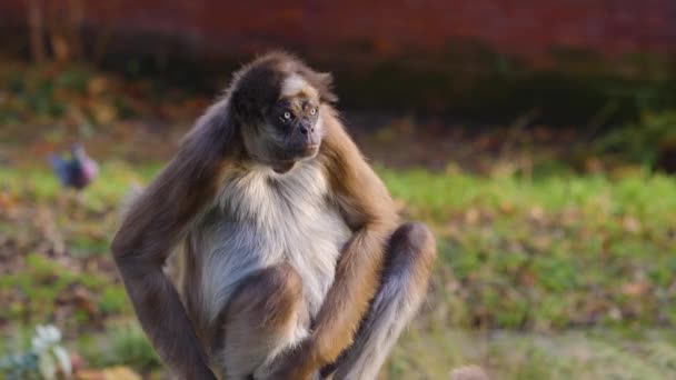 Close Spider Monkey Sitting Sunny Day — Stock Video