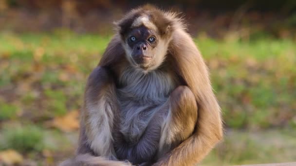 Zbliżenie Małpy Pająka Siedzącej Słoneczny Dzień — Wideo stockowe