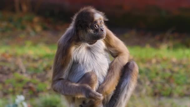 Close Macaco Aranha Sentado Dia Ensolarado — Vídeo de Stock
