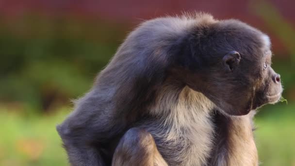 Gros Plan Singe Araignée Assis Par Une Journée Ensoleillée — Video