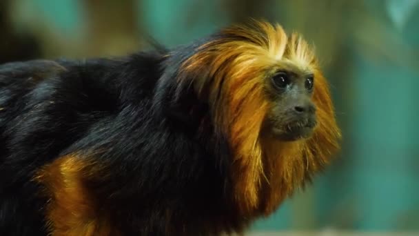 Großaufnahme Von Löwen Tamarin Affenkopf Der Sich Umschaut — Stockvideo