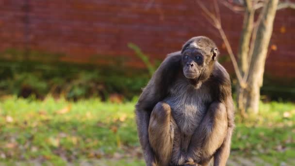 Nahaufnahme Eines Spinnenaffen Der Sich Hinsetzt Und Sich Umschaut — Stockvideo