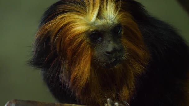 Großaufnahme Von Löwen Tamarin Affenkopf Der Sich Umschaut — Stockvideo