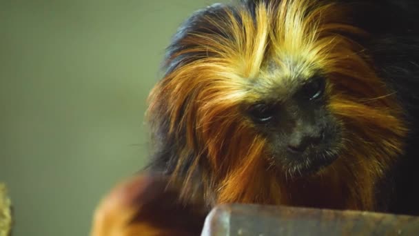 Primo Piano Della Testa Scimmia Tamarino Leone Guardarsi Intorno — Video Stock