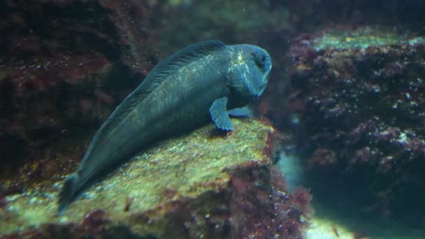 Primo Piano Del Pesce Lupo Seduto Terra — Video Stock