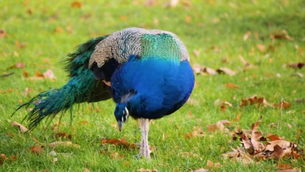 Peacock Ένα Λιβάδι Πόδια Αναζητούν Ένα Καλλωπισμό Τον Εαυτό Του — Αρχείο Βίντεο