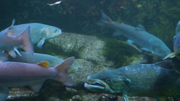 Primer Plano Grupo Truchas Nadando Bajo Agua — Vídeos de Stock