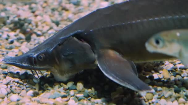 Zblízka Jeseterí Rybí Hlava Plivající Kameny — Stock video