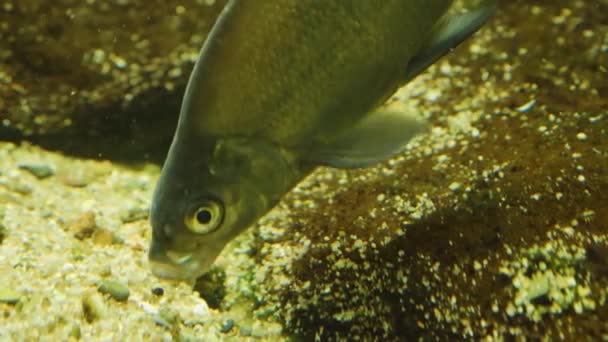 Close Stoneroller Fish Carp Taking Spitting Out Rocks — Stock Video