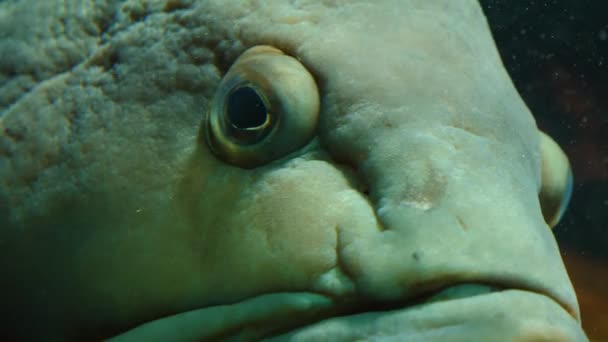 Orfoz Balığının Kafasını Kapat — Stok video