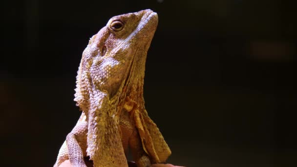 Close Bearded Dragon Lizard Head — Stock Video