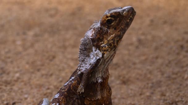 Gros Plan Une Tête Lézard Dragon Barbu — Video