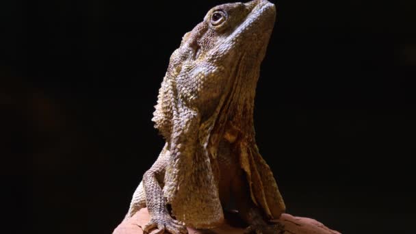 Gros plan d'une tête de lézard dragon barbu 