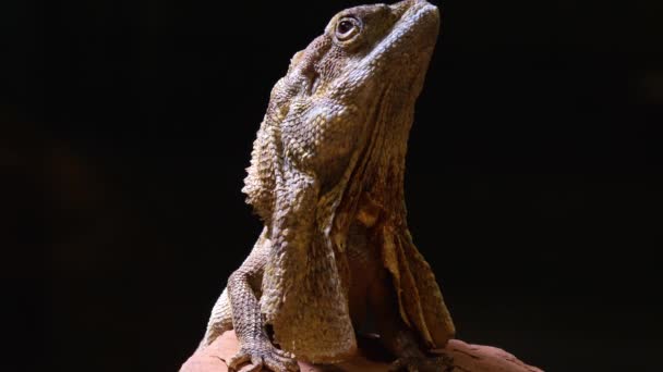 Gros Plan Une Tête Lézard Dragon Barbu — Video