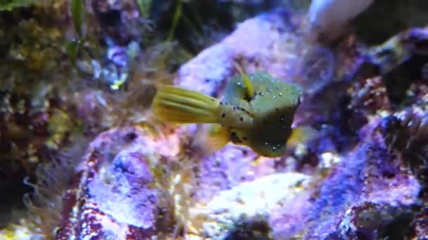 Gros plan de la vache pyramidale