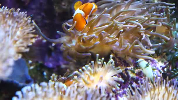 Anemone Und Zwei Clownfische Einer Groß Einer Klein Übereinander — Stockvideo