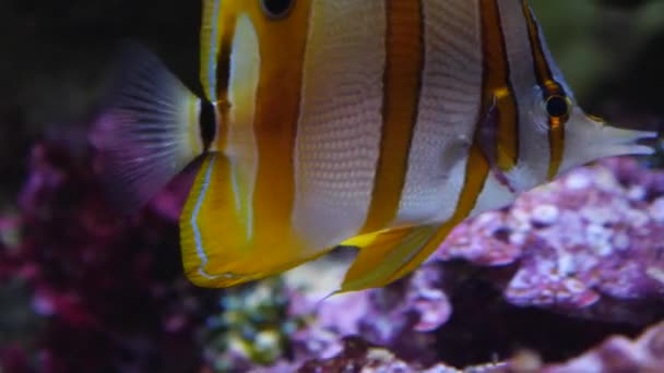 Close Branco Amarelo Listrado Tropical Cobre Butterflyfish — Vídeo de Stock