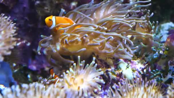 Primo Piano Del Pesce Pagliaccio Nell Anemone — Video Stock