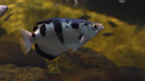 Κοντινό Πλάνο Του Archerfish Επιπλέουν Κάτω Από Νερό — Αρχείο Βίντεο