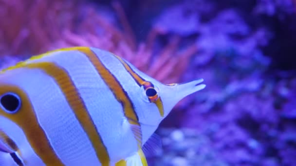 Close White Yellow Striped Tropical Copper Butterflyfish — Stock Video