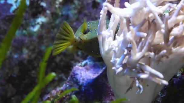 Primo Piano Del Pesce Bovino Piramidale — Video Stock