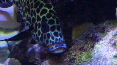 Palyaço Balığı ön taraftan bir kayanın altında