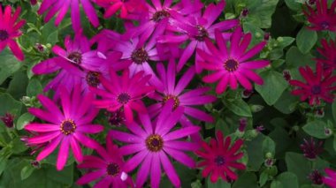 Mor ve pembe çiçeklerin arasından sağa dön