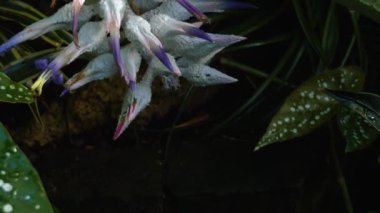 Beyaz bir çiçek kaldır.