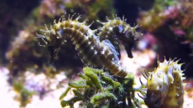 Yüzen deniz atının yakınına