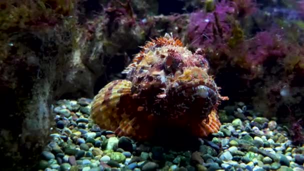 Stone Fish Resting Sea Ground Breathing — Stock Video