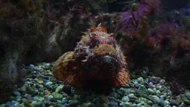 Stone Fish Resting Sea Ground Breathing — Stock Video