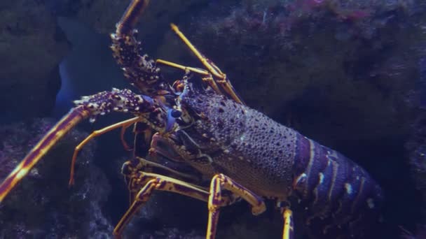 Close Lobster Underwater — Stock Video