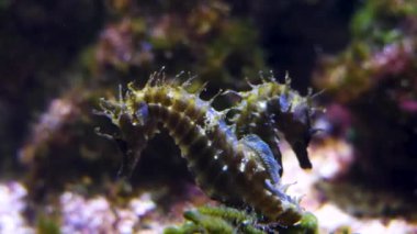 Yüzen deniz atının yakınına