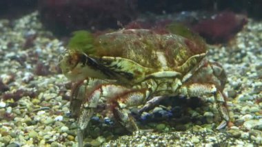 Alabalığa yakın durun. 