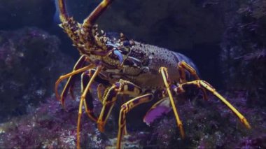 Suyun altında ıstakoz yakın.