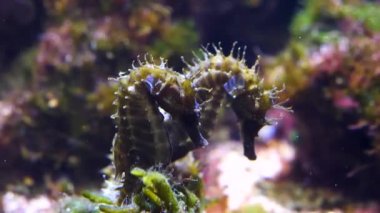 Yüzen deniz atının yakınına