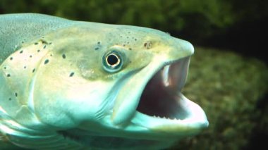 Alabalık kafasını kapat.