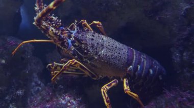 Suyun altında ıstakoz yakın.