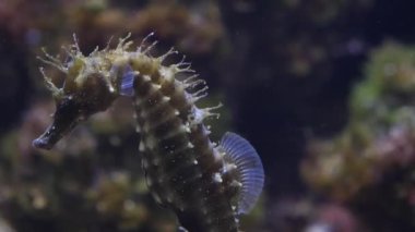 Yüzen deniz atının yakınına