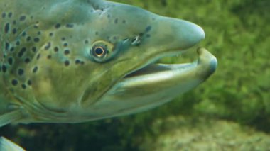 Somon kafasının profilini kapat