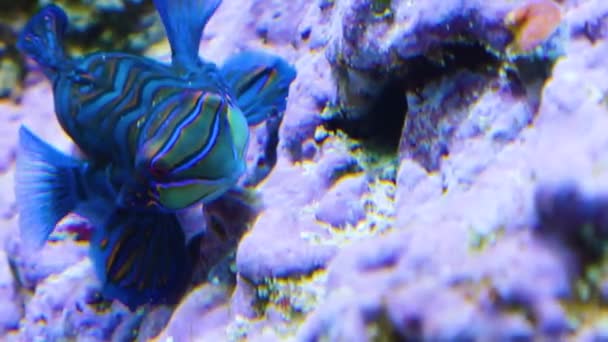 Mandarinenfisch Von Vorne Dreht Sich Und Schwimmt Davon — Stockvideo