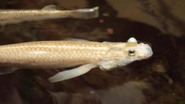 Cuatro Peces Ojos Flotando Superficie Otro Nada Cerca — Vídeos de Stock