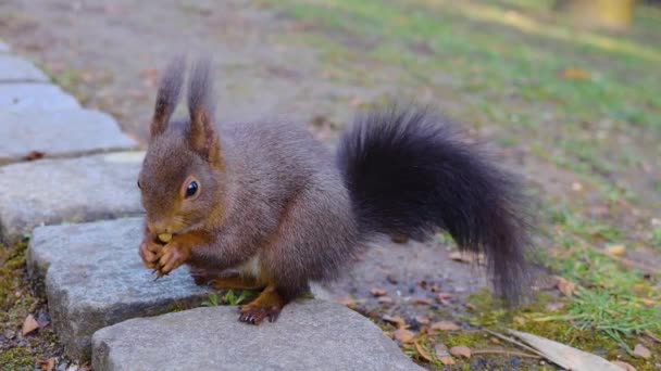 Close Squirrel Eating Nuts Ground — Stock Video