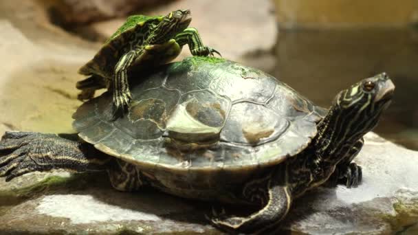 Nahaufnahme Von Wasserschildkröten — Stockvideo