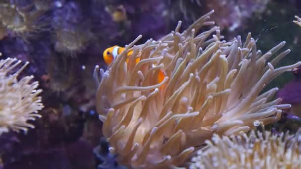 Großaufnahme Von Clownfischen Anemone — Stockvideo