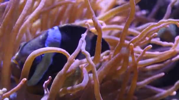 鱼在海葵中的特写 — 图库视频影像