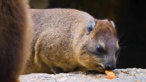 Nahaufnahme Von Felsenhyrax Die Sich Umschaut Und Isst — Stockvideo