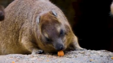 Kaya Hyrax 'ın etrafını kolaçan et ve ye.
